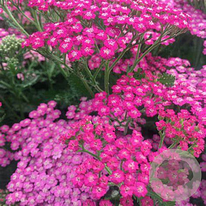 Achillea m. 'Pink Grapefruit' GM P9
