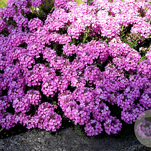 Aethionema armenum 'Warley Rose' GM P9