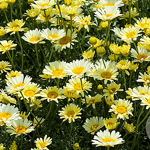 Anthemis tinctoria 'Lemon Ice' GM P9