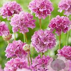 Armeria ps. 'Ballerina Purple Rose' GM P9