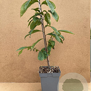 Asimina triloba 'Prolific' 60-80 cm 5,0L