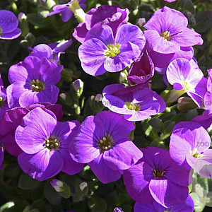 Aubrieta gr. 'Kitte' GM P9