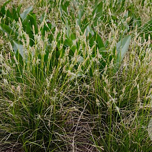 Carex alba GM 2,0L