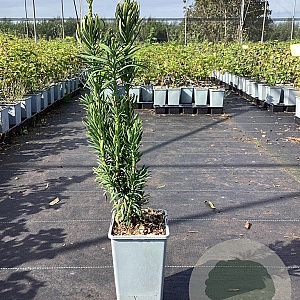 Cephalotaxus harringtonii 20-30 cm P15
