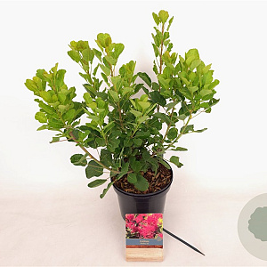 Cotinus cog. Smokey Joe 30-40 cm 3,0L