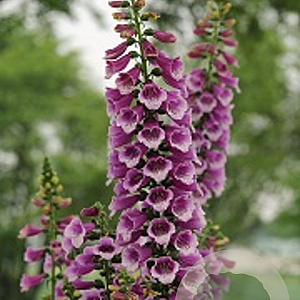 Digitalis purp. 'Dalmatian Purple' GM P9