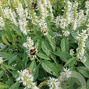 Elsholtzia stauntonii 'Alba' GM 3,0L leverbaar