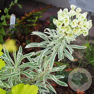 Euphorbia char. 'Emmer Green' GM P9