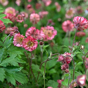 Geum 'Bell Bank' GM P9