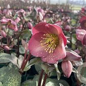Helleborus er. Penny's Pink GM 2,0L