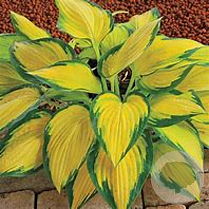 Hosta 'Orange Marmalade' GM P9
