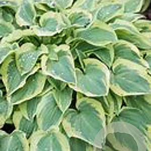 Hosta 'Pilgrim' GM P9