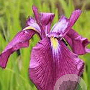 Iris e. 'Amethyst' GM P9