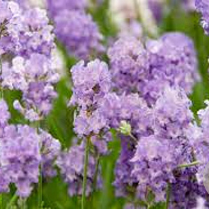 Lavandula ang. 'Cedar Blue' GM P9