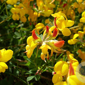 Lotus corniculatus 'Pleniflorus' GM P9