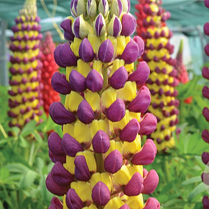 Lupinus 'Manhattan Lights' GM  P11