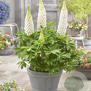 Lupinus 'Polar Princess' GM  P11