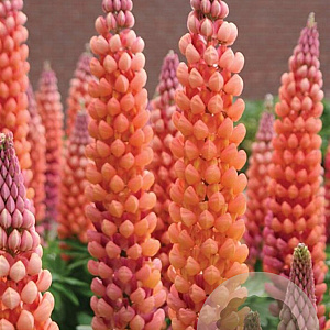 Lupinus 'Terracotta' GM  P11