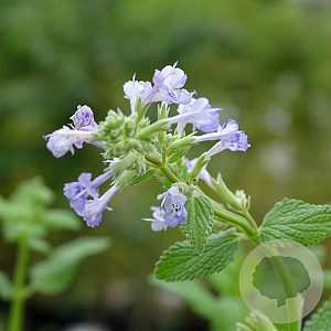Nepeta grandiflora 'Zinser's Giant' GM P9