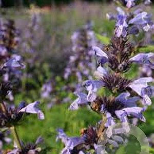 Nepeta manchuriensis 'Manchu Blue' GM P9
