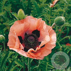 Papaver or. 'Prinz. Viktoria Luise' GM P9