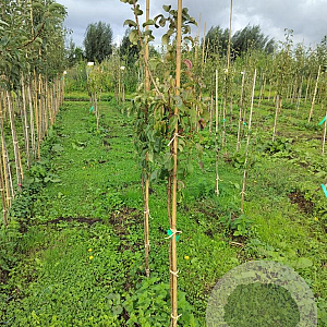 Pyrus c. 'Kleipeer' 100-125 cm wortelgoed