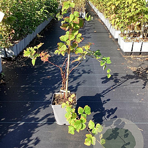 Rubus 'Dorman Red' 40-50 cm 3,0L