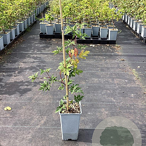 Rubus frut. 'Oregon Thornless' GM C1.5