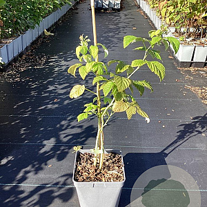 Rubus idaeus 'Golden Everest' 50-60 cm 3,0L