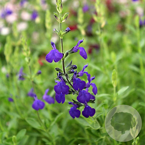 Salvia 'Blue Note' GM P9
