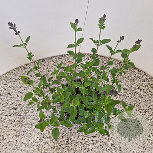 Salvia micr. 'Flower Child' 20-25 cm 2,5L