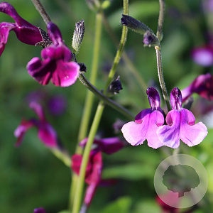 Salvia Oriental Dove GM P9