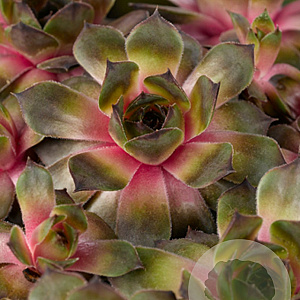Sempervivum 'Feldmaier' GM P9