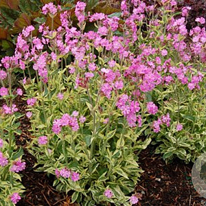 Silene dioica 'Valley High' GM P9