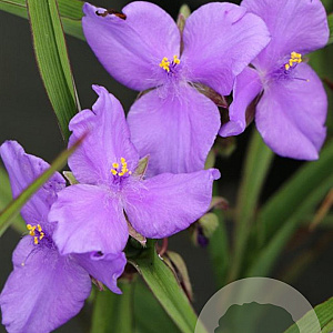 Tradescantia (A) 'Good Luck' GM P9