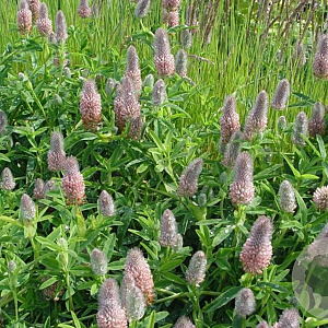 Trifolium rubens 'Peach Pink' GM P9