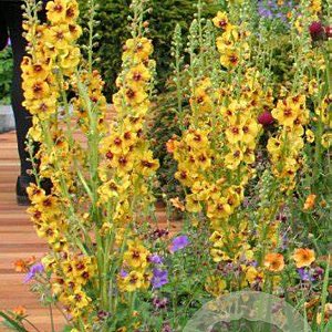 Verbascum 'Cotswold Queen' GM P9