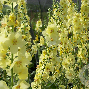 Verbascum 'Gainsborough' GM P9