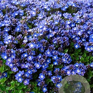 Veronica liwanensis GM P9