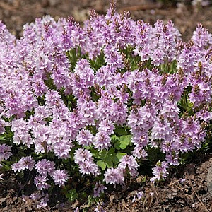 Veronica prostrata 'Mrs Holt' GM P9
