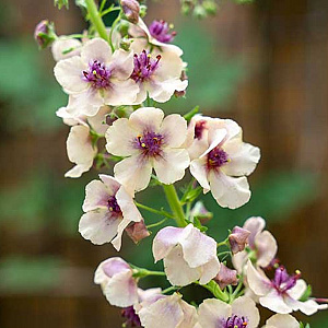 Verbascum 'Southern Charm' GM P9
