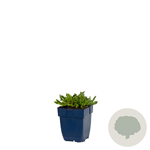 Delosperma sutherlandii GM  P11