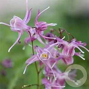 Epimedium gr. 'Lilafee' GM  P11