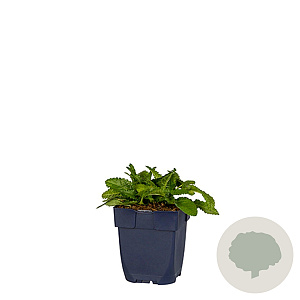 Stachys monieri GM  P11