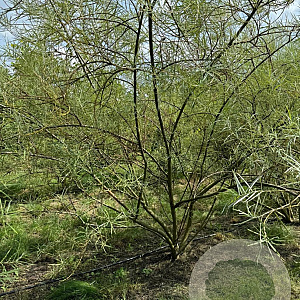 Salix rosmarinifolia 250-300 cm draadkluit struik