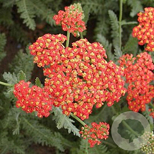 Achillea 'Safran' GM P9