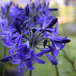 Agapanthus 'Northern Star' GM P9