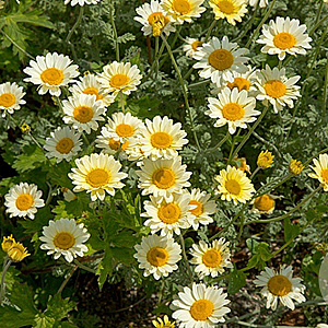 Anthemis 'Susanna Mitchell' GM P9
