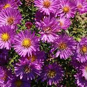 Aster (D) 'Heinz Richard' GM P9