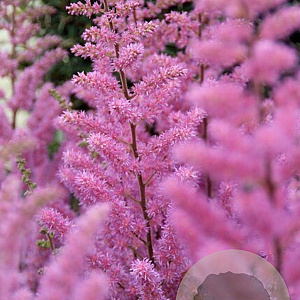 Astilbe 'Maggie Daley' GM P9